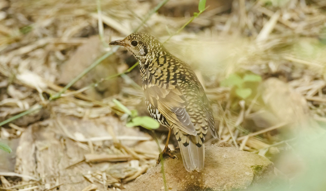 Scaly Thrush: 444th bird in Telangana sighted at Bheemuni Padam waterfalls