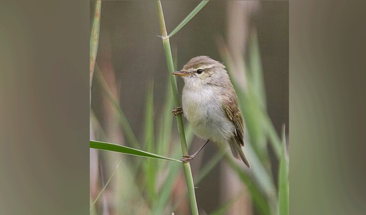 Russian native bird, Greenish Warbler, sighted in forests of Mancherial for first time