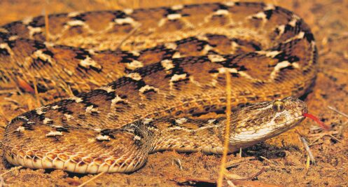 The vipers are a small snake yet one of the venomous with a potential to inject poison into a humanand cause death.