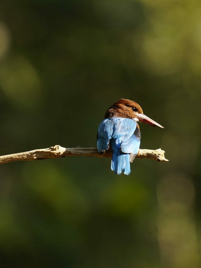 Bird Walk