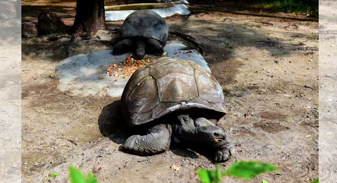 Galapagos tortoise ‘oldest being’ in Hyderabad