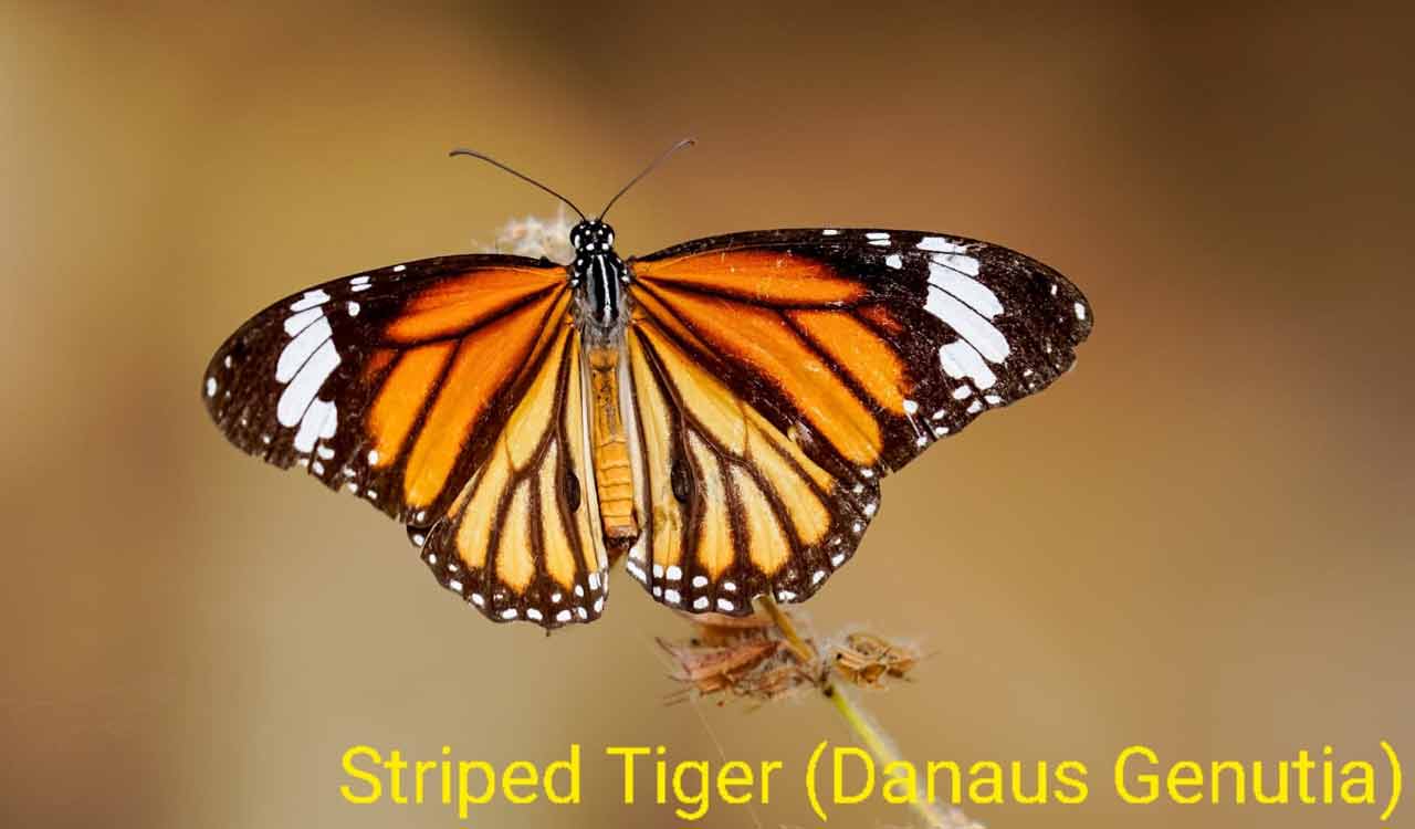 Telangana to have State butterfly soon